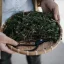Foarfeci de grădină lungi cu mâner din lemn