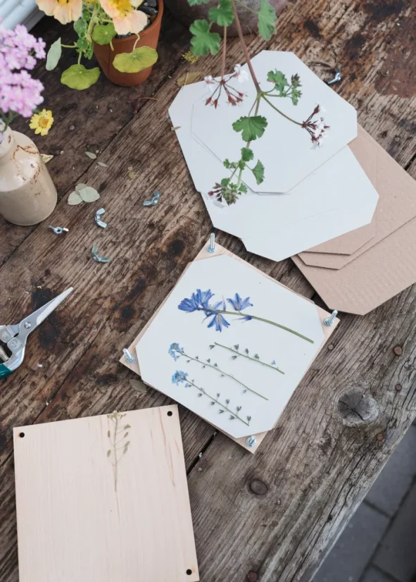 Herbář chrpa modrá – lis na rostliny – střední