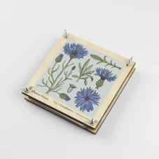 Herbář chrpa modrá – lis na rostliny – střední