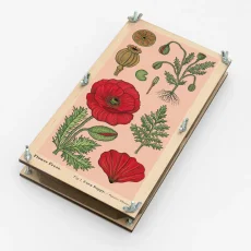 Herbárium mák – növényprés – nagy