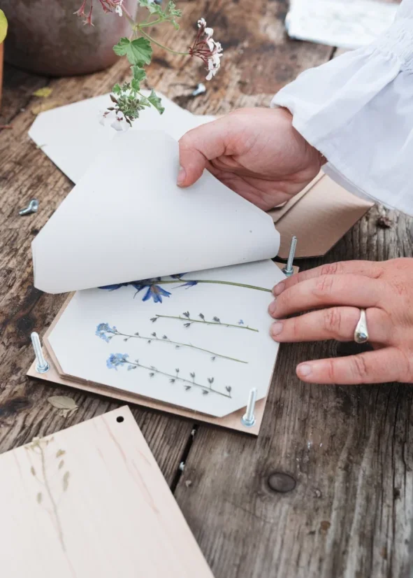 Herbář chrpa modrá – lis na rostliny – střední