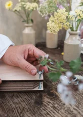 Herbárium búzavirág kék – növényprés – nagy