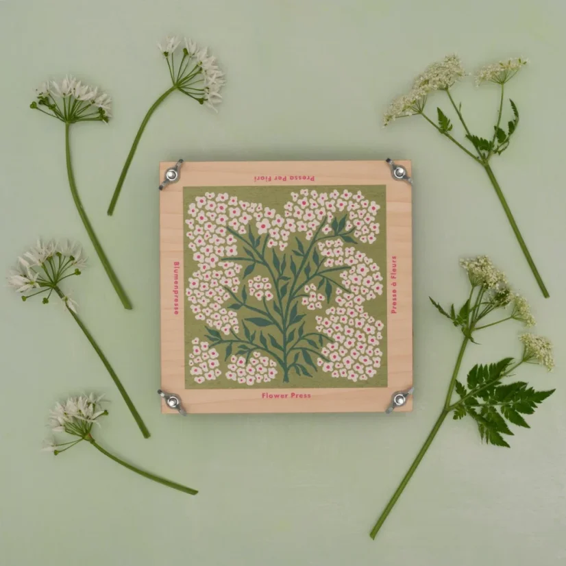 Herbáriumi – növényprés – közepes
