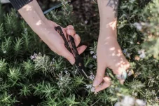 Foarfecă pentru ierburi cu dispozitiv de desprindere – negru