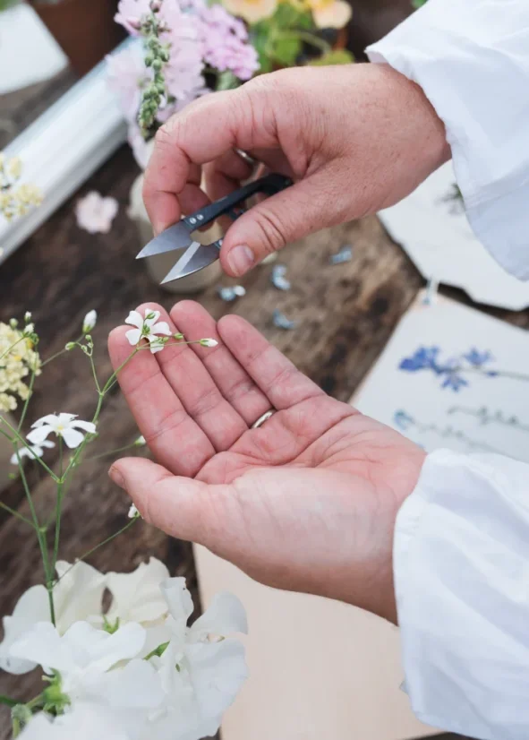 Herbář chrpa modrá – lis na rostliny – střední