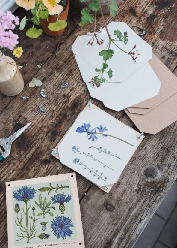 Herbář chrpa modrá – lis na rostliny – střední