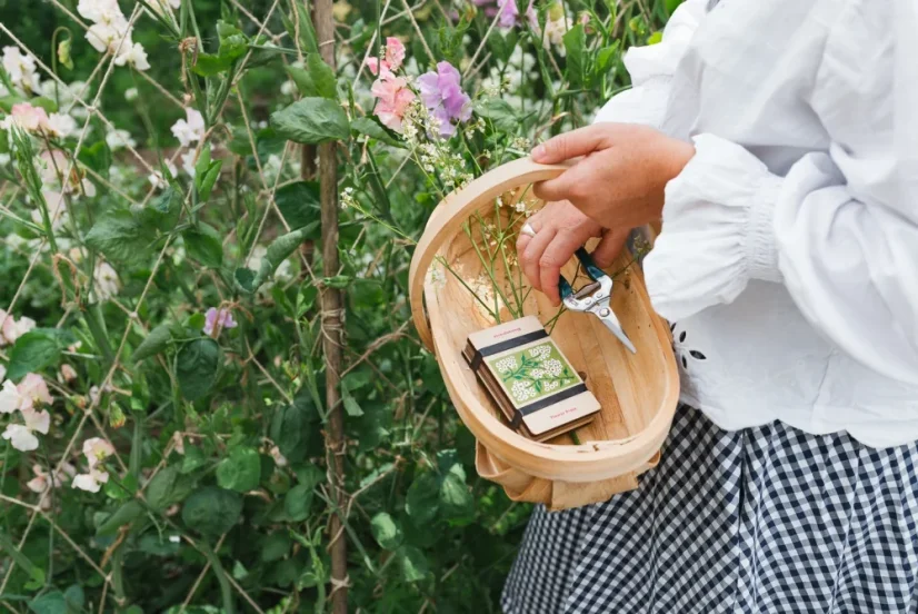 Herbar de buzunar – presă pentru plante