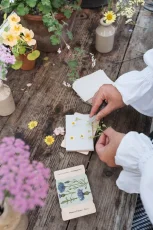 Zsebherbárium – növényprés – búzavirág kék